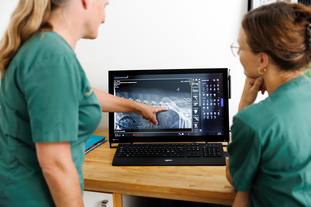 Dyrlæge tager digitalt røntgenbillede af kæledyr hos Dyreklinikken Centrum