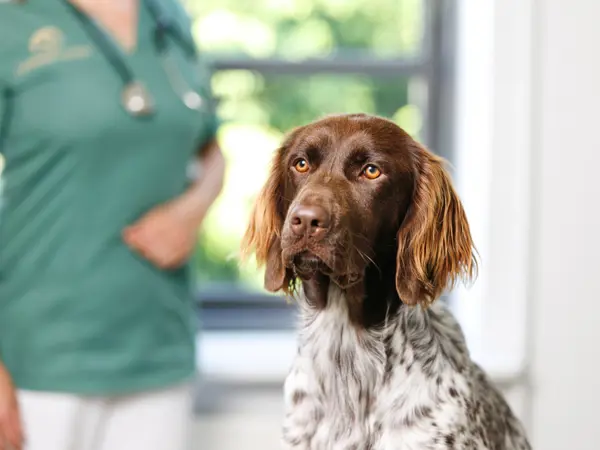Æældre hund hos Dyreklinikken Centrum
